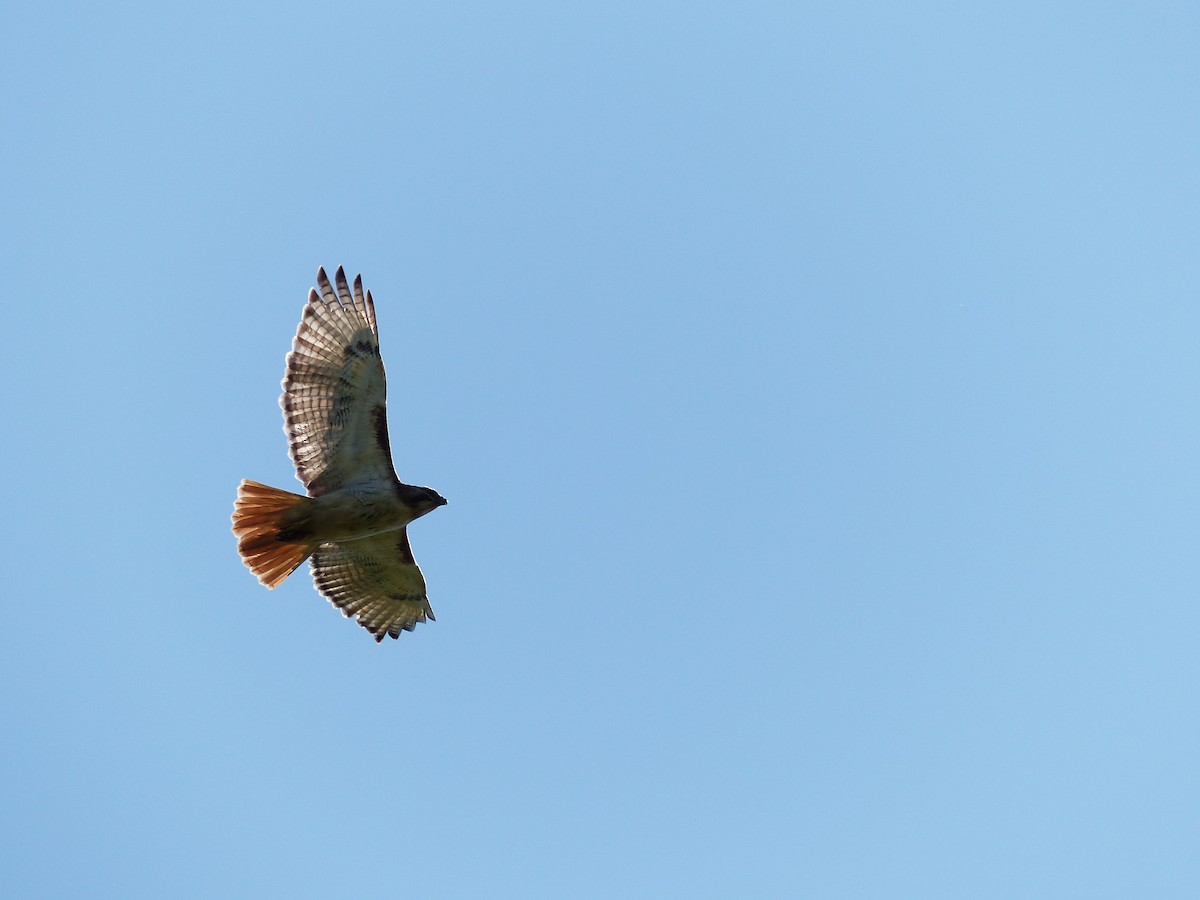 Red-tailed Hawk - ML40349411