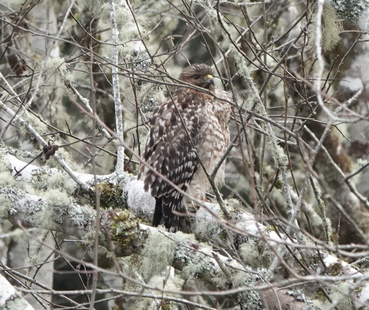 Red-shouldered Hawk - ML403494681