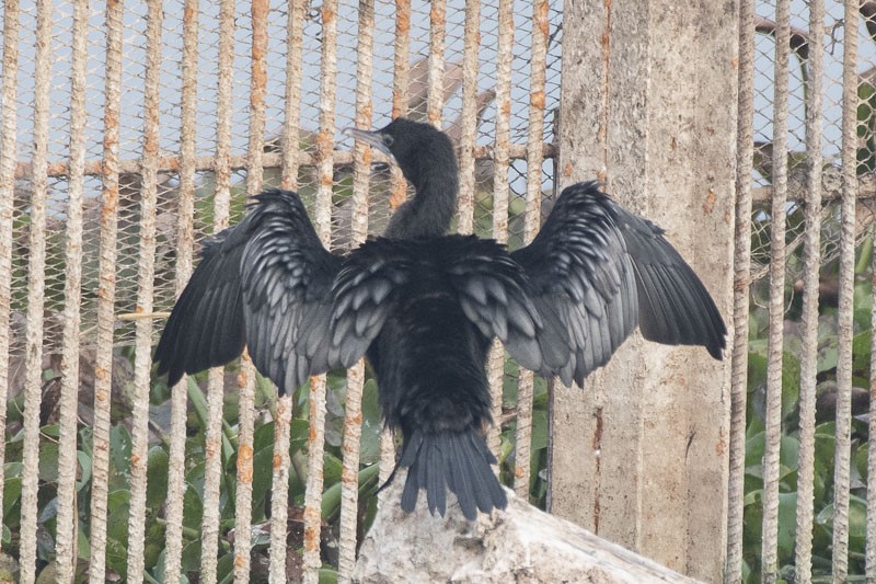 Little Cormorant - ML403497421