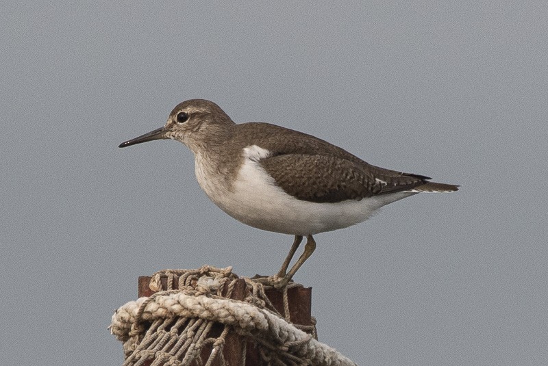 Common Sandpiper - ML403497511