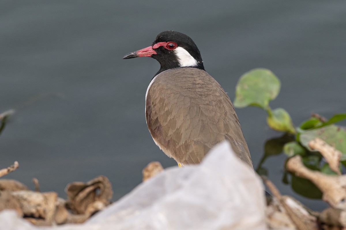 Red-wattled Lapwing - ML403497681