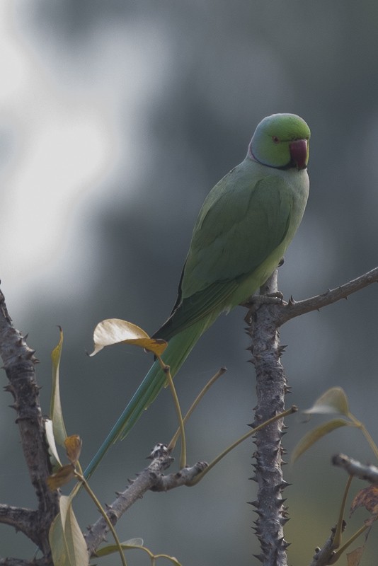 Rose-ringed Parakeet - ML403497771