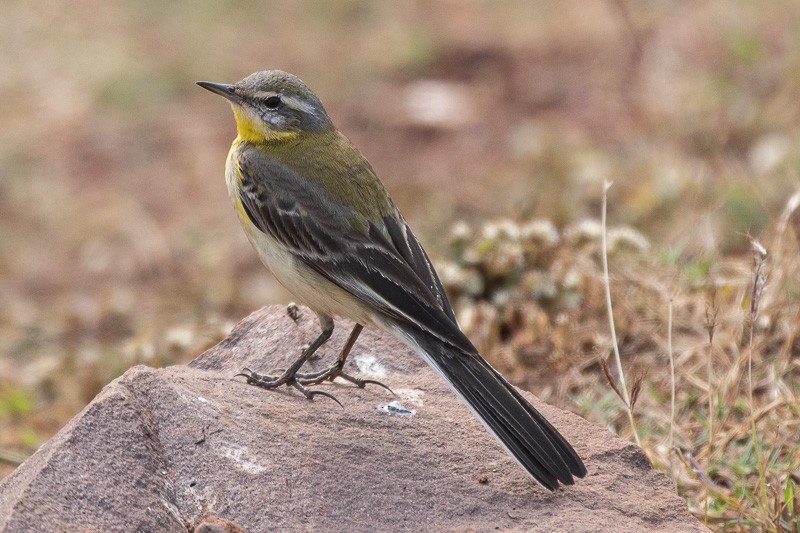 Western Yellow Wagtail - ML403498061