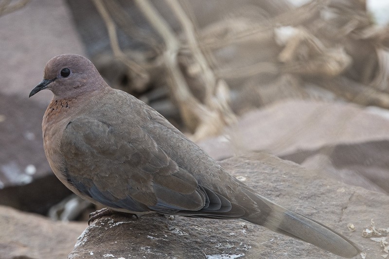Laughing Dove - ML403498151