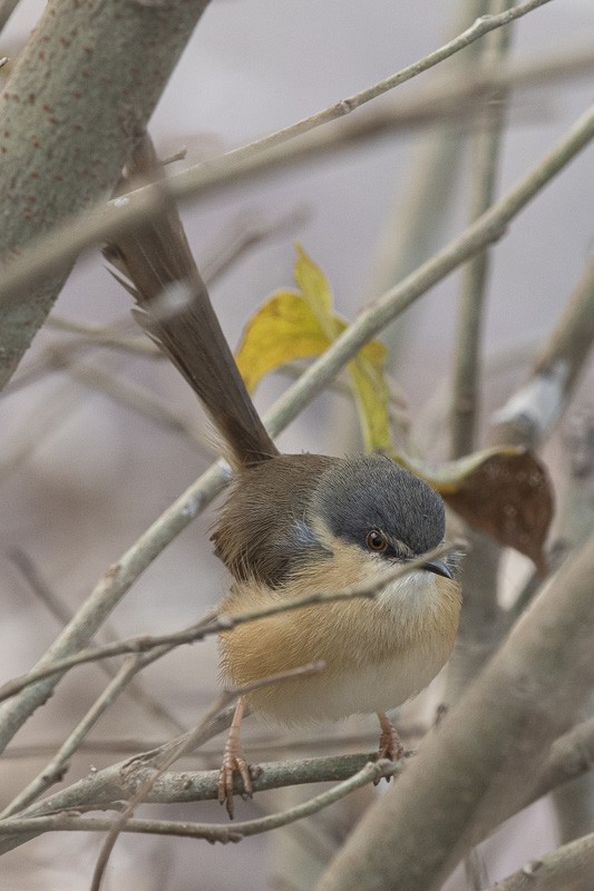 Ashy Prinia - ML403498231