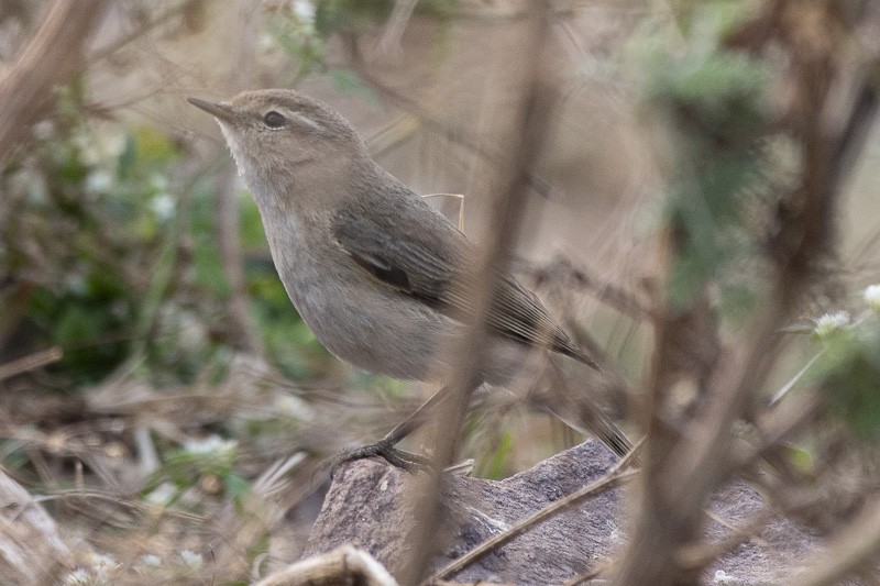 Common Chiffchaff - ML403498311
