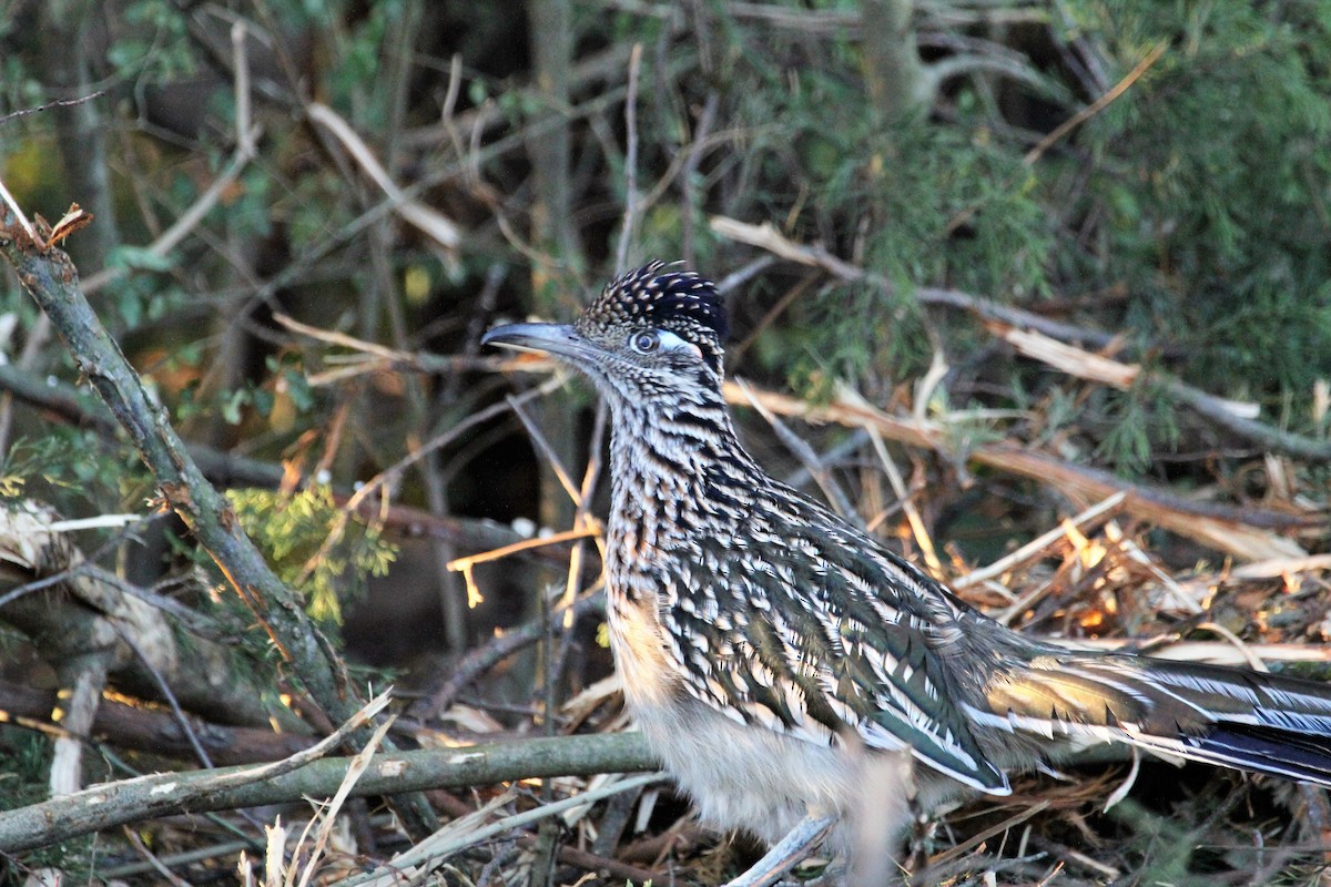 Greater Roadrunner - Ronald Goddard