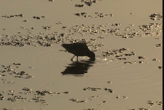 Short-billed/Long-billed Dowitcher - ML403501