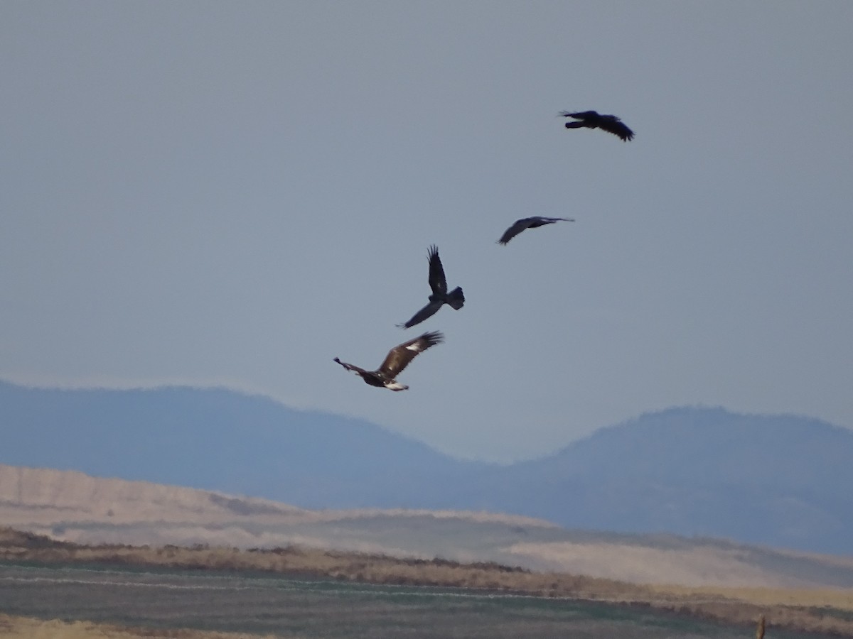 Águila Real - ML403501151