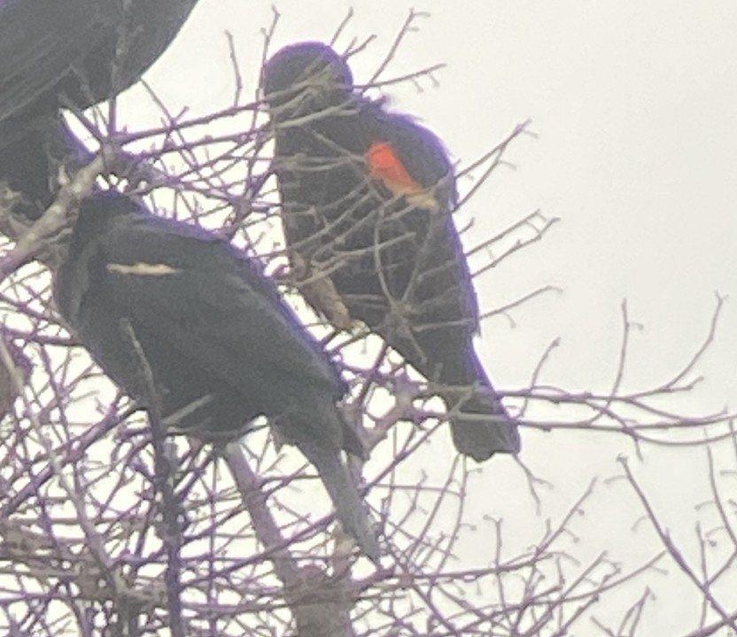 Tricolored Blackbird - Rafael Guzman