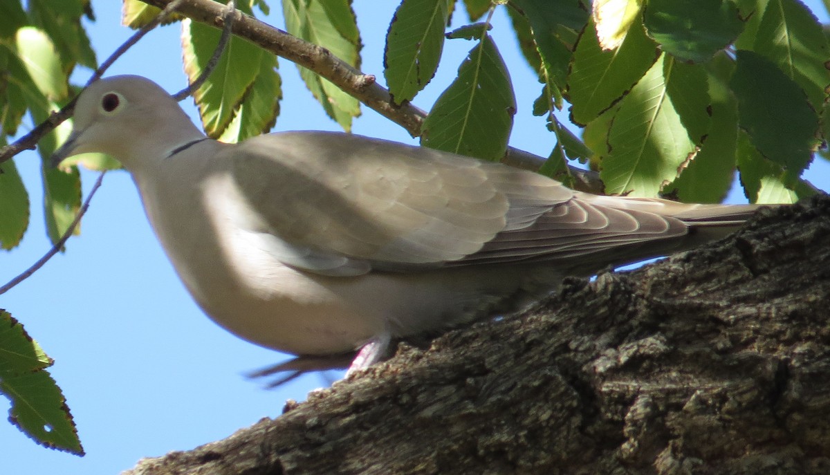 Eurasian Collared-Dove - ML40350261