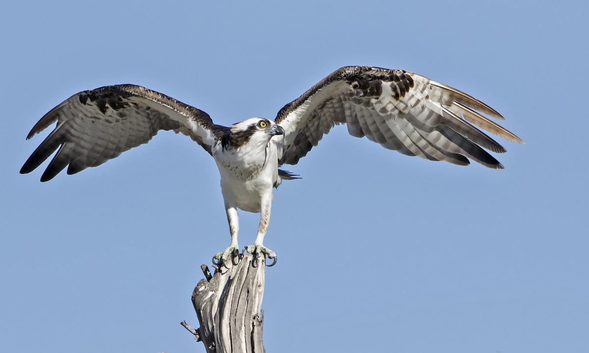 Osprey - Dave Furseth