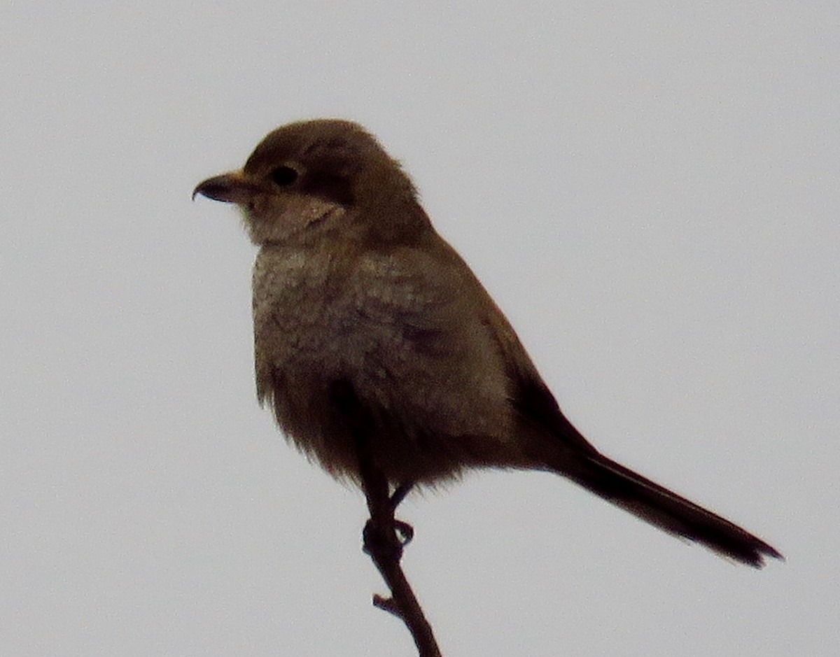 Northern Shrike - John Pratt