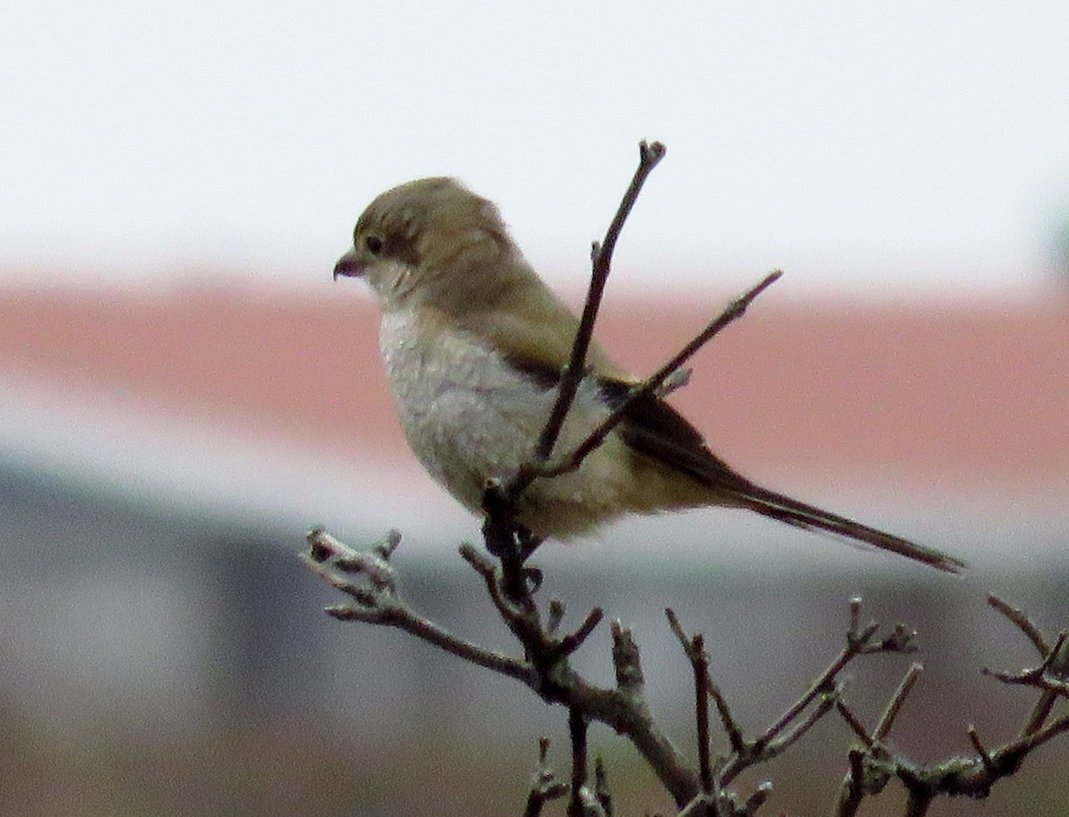 Northern Shrike - John Pratt