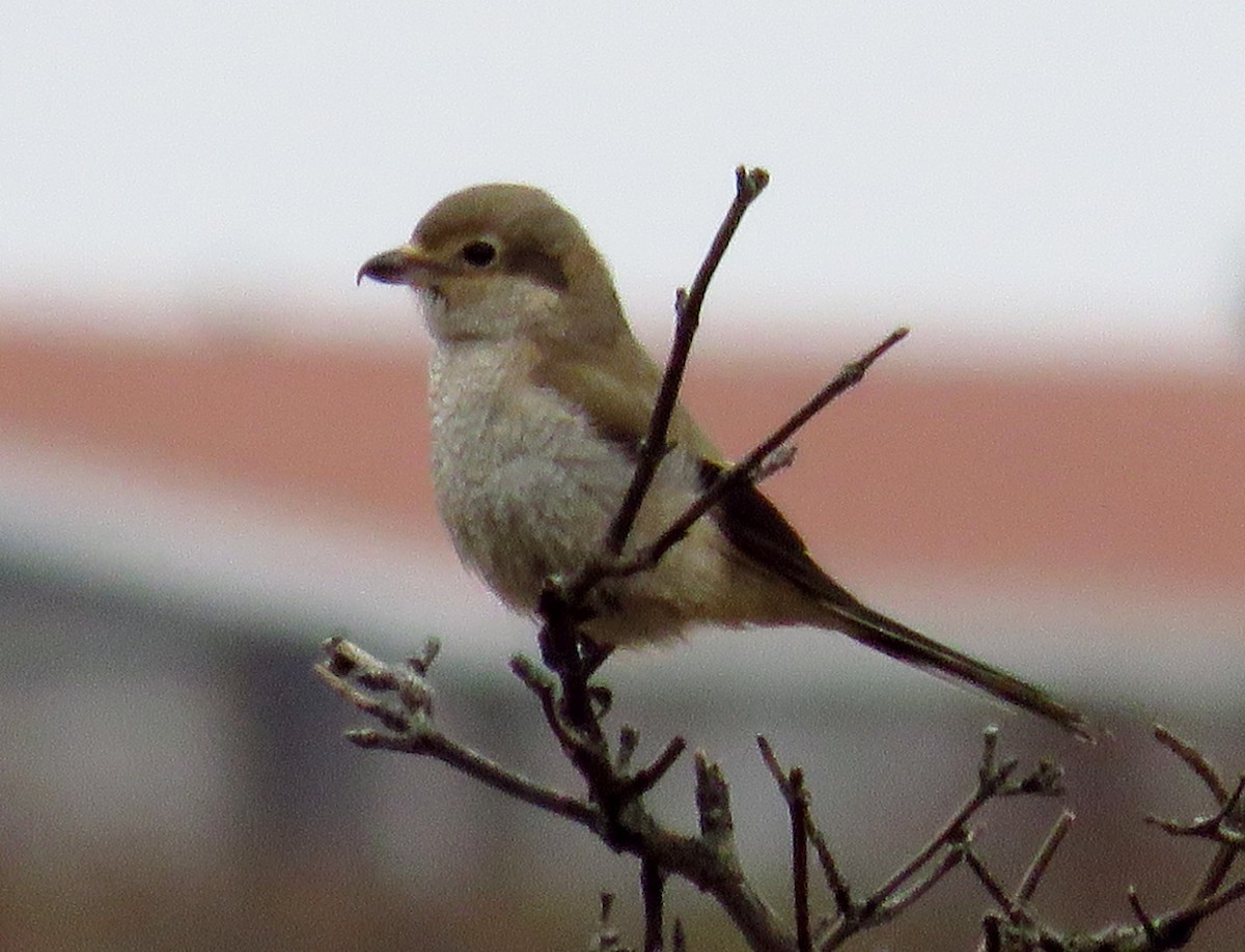 Northern Shrike - John Pratt