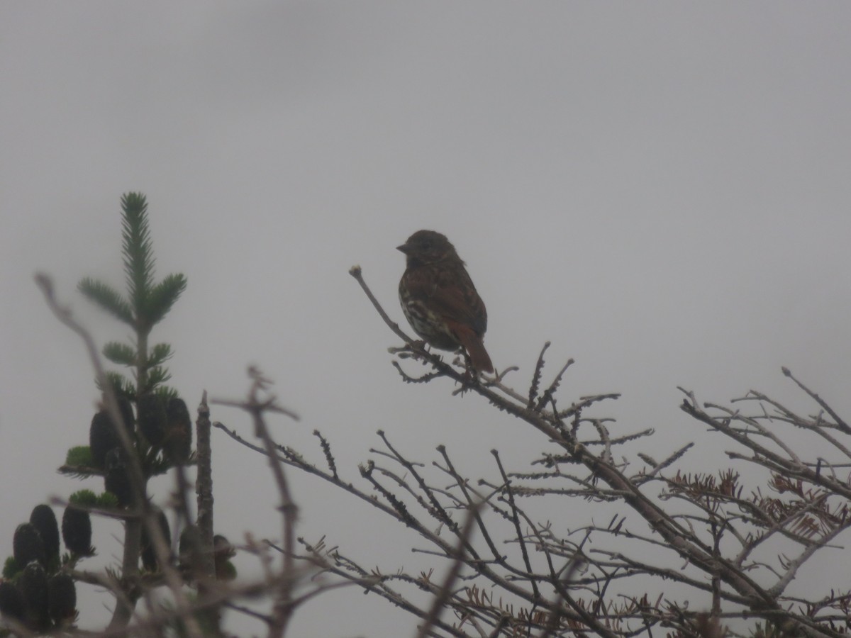 Fox Sparrow - ML403506901