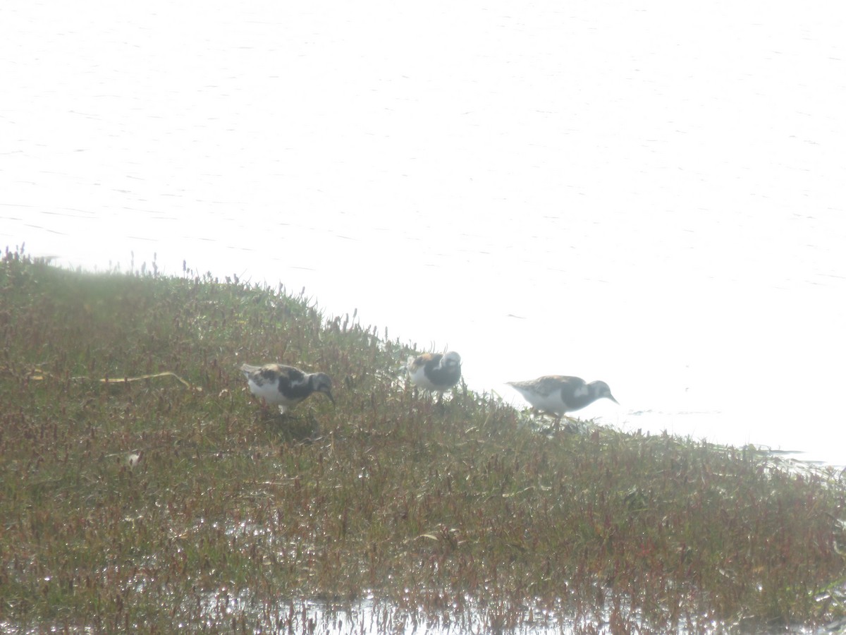 Ruddy Turnstone - ML403510581