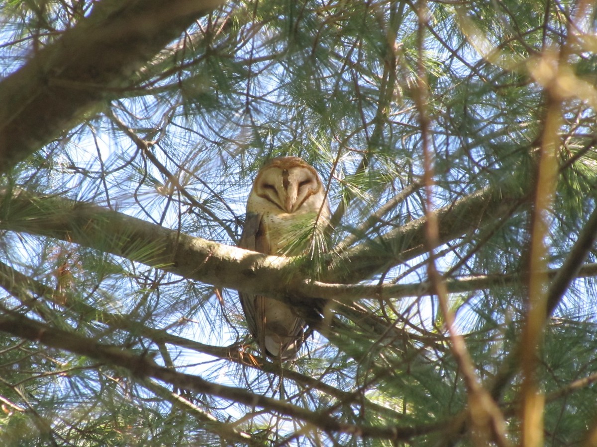 Barn Owl - ML403511751