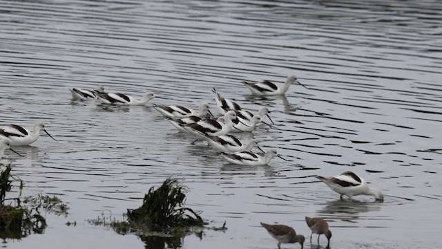 Avoceta Americana - ML403514771