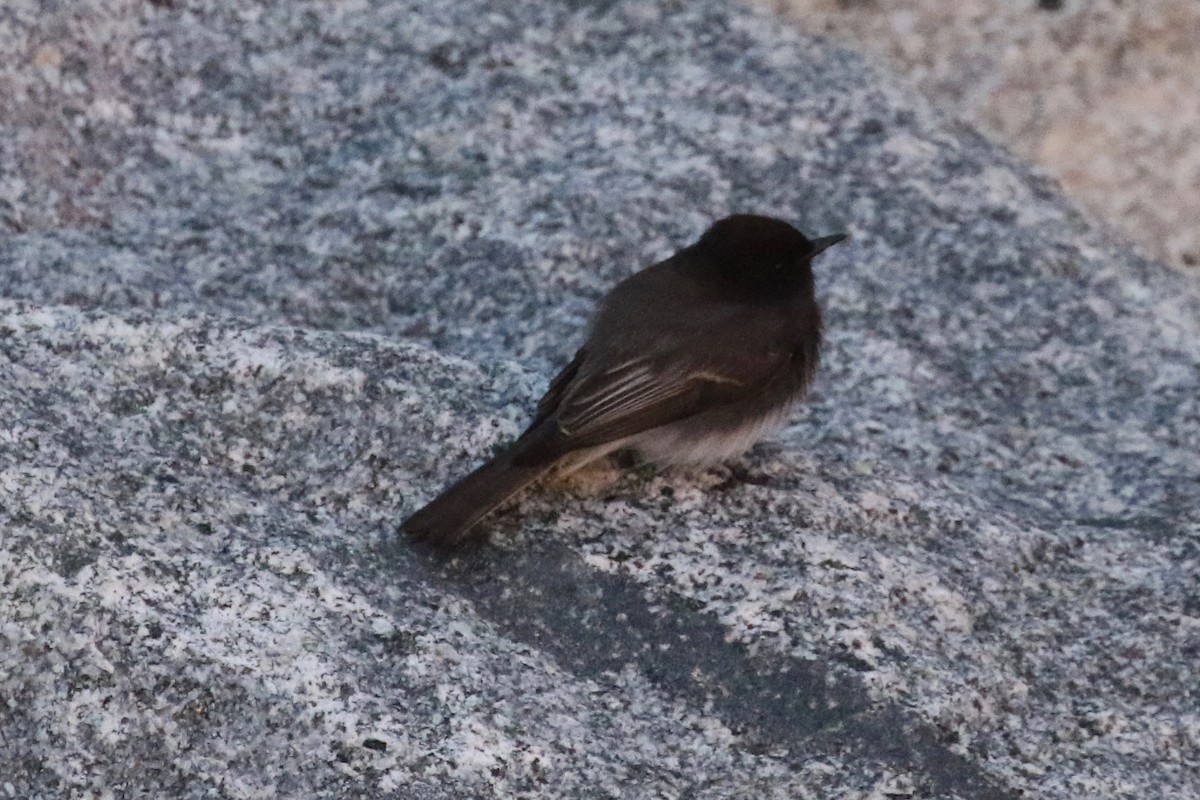 Black Phoebe - ML403515441