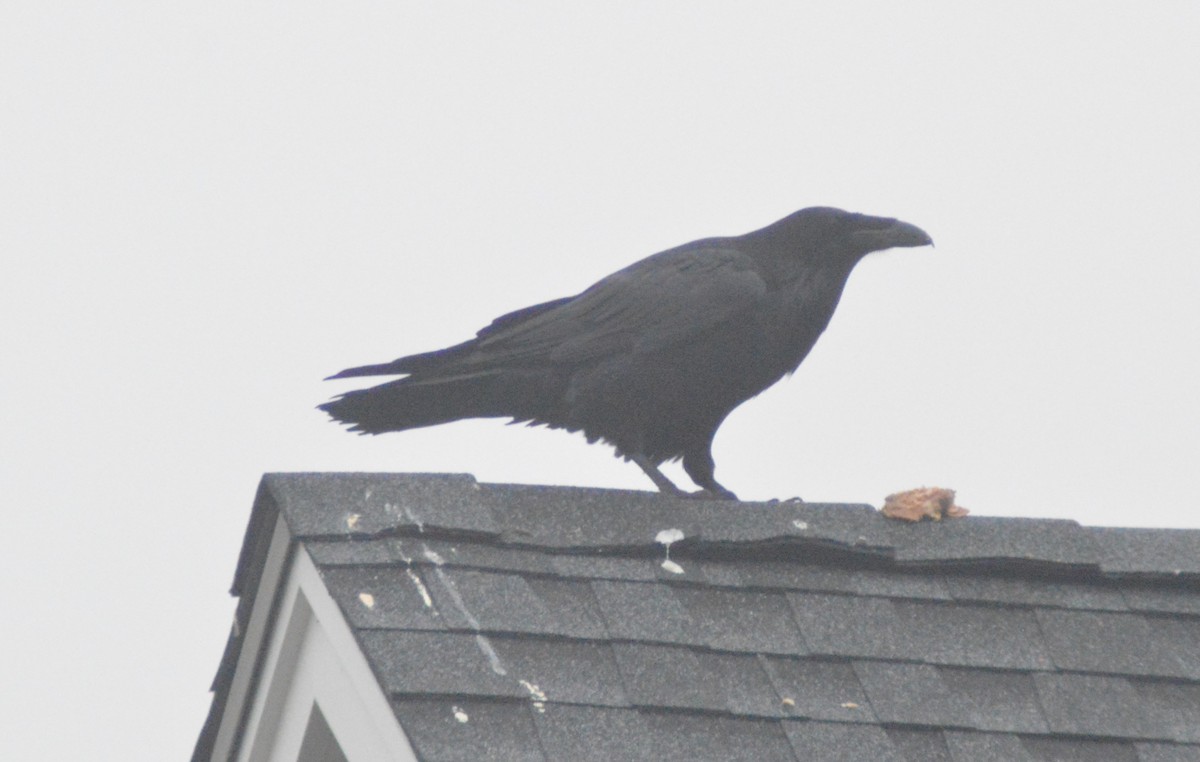 Common Raven - ML403515451