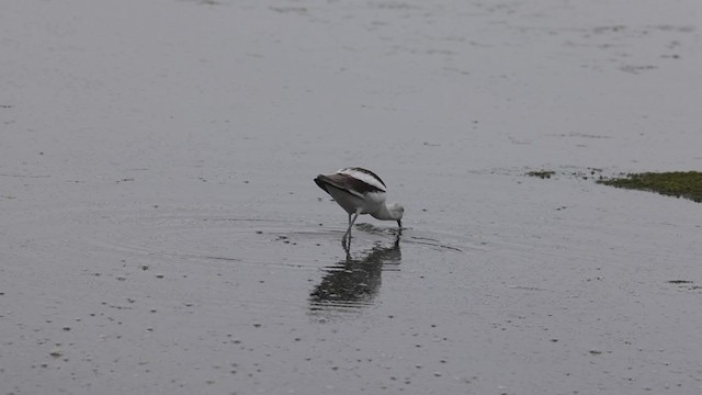 American Avocet - ML403515761