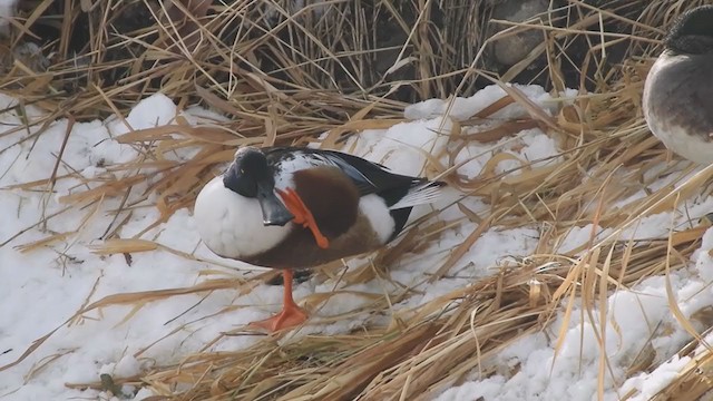 Northern Shoveler - ML403516761