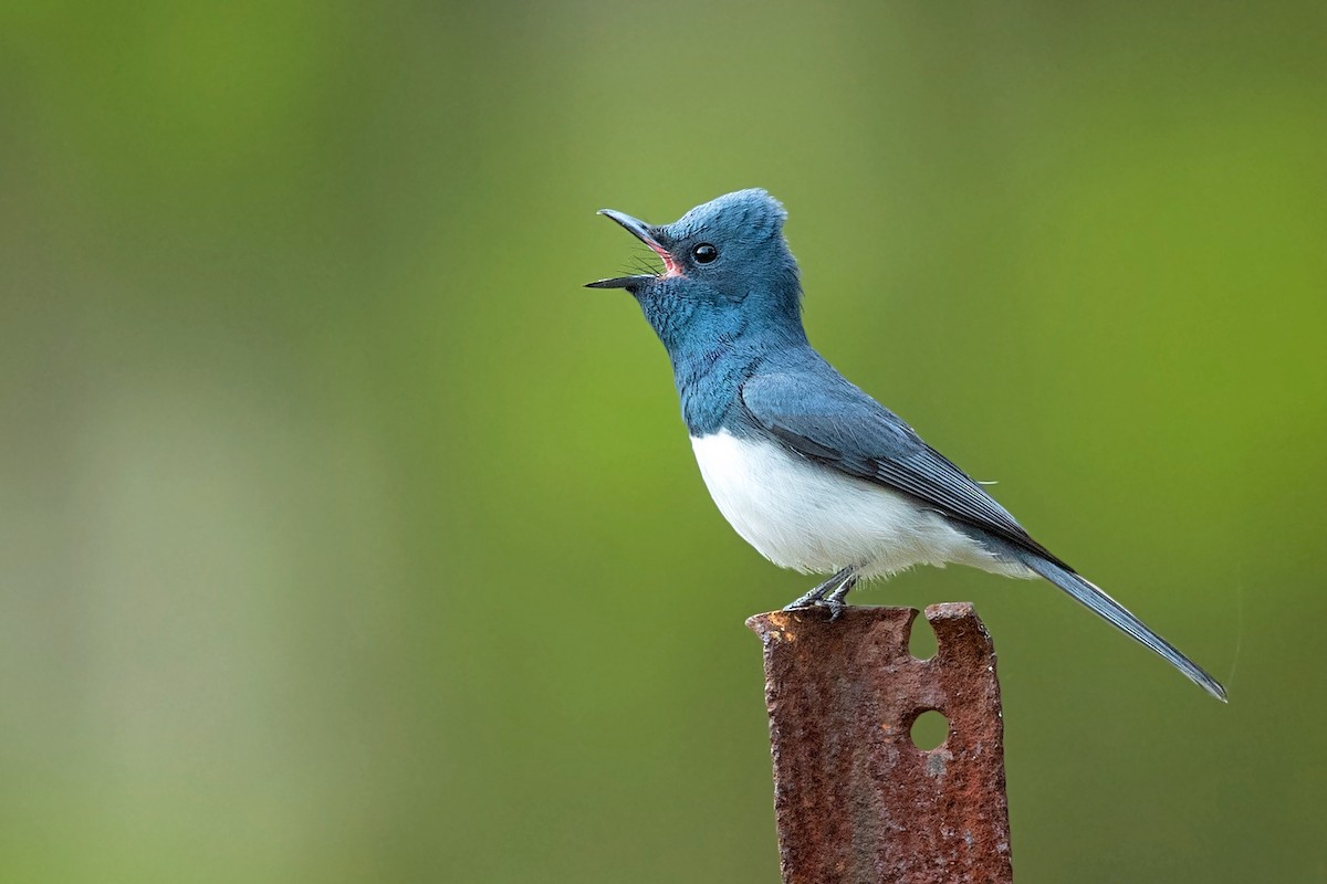 Leaden Flycatcher - ML403517131