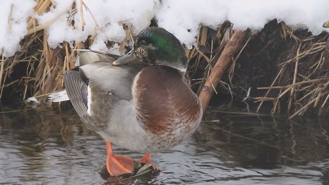 Anatidae sp. (dabbling duck sp.) - ML403517881