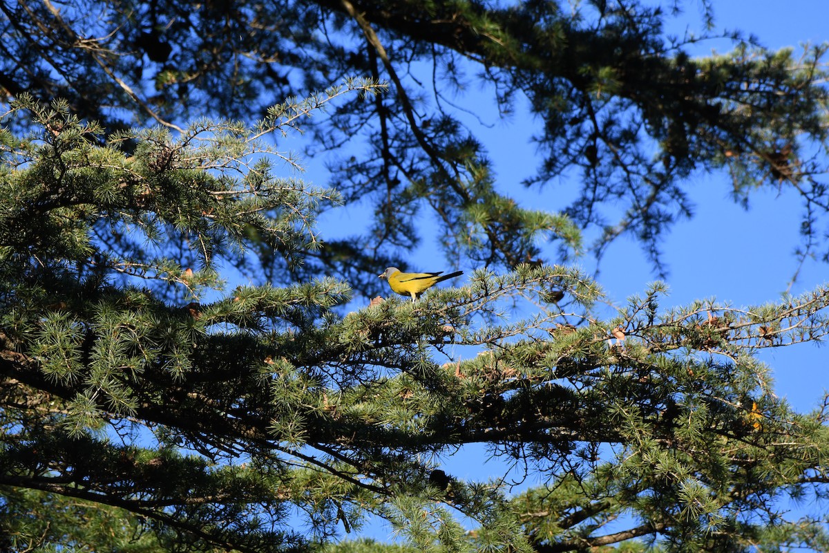 Collared Grosbeak - ML403518361