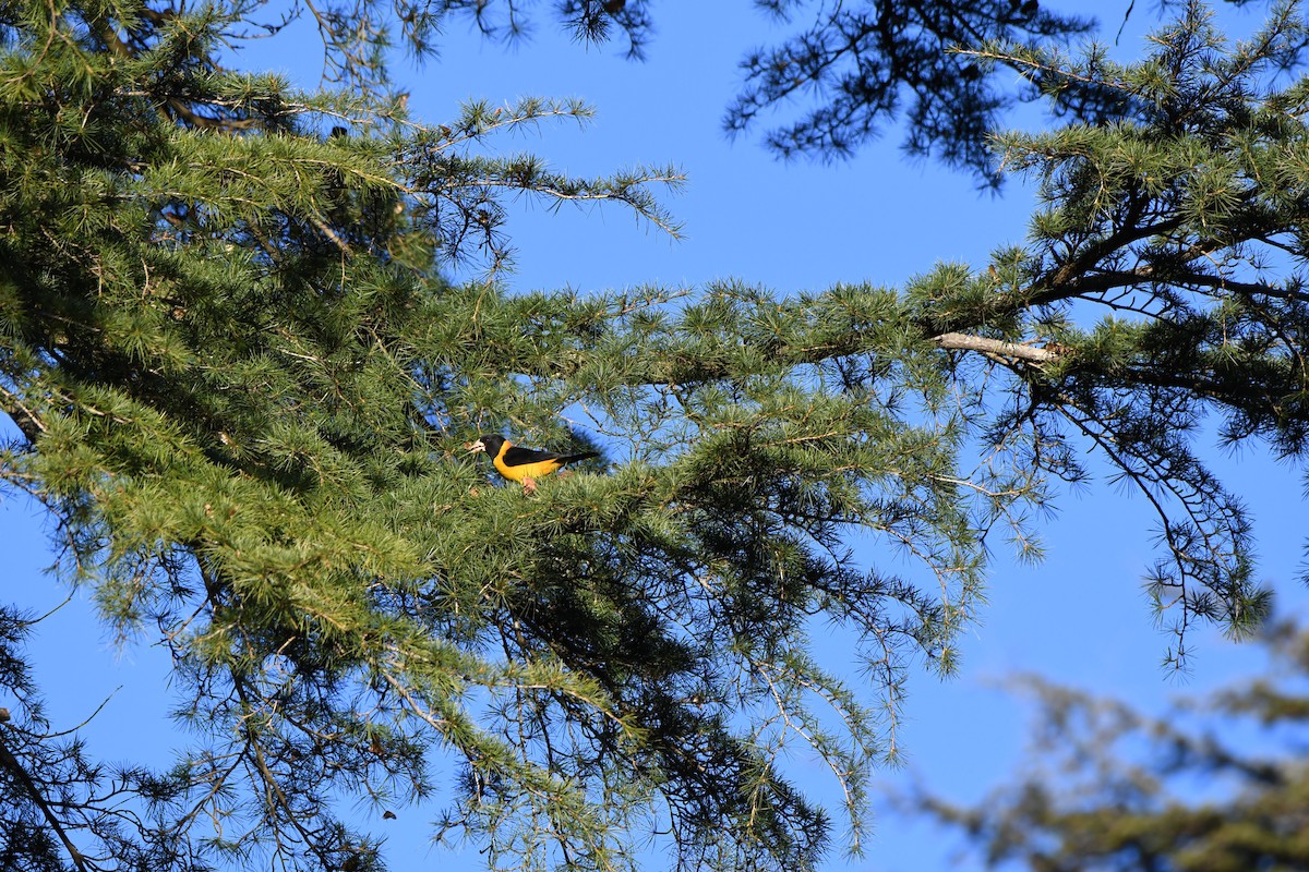 Collared Grosbeak - ML403518701