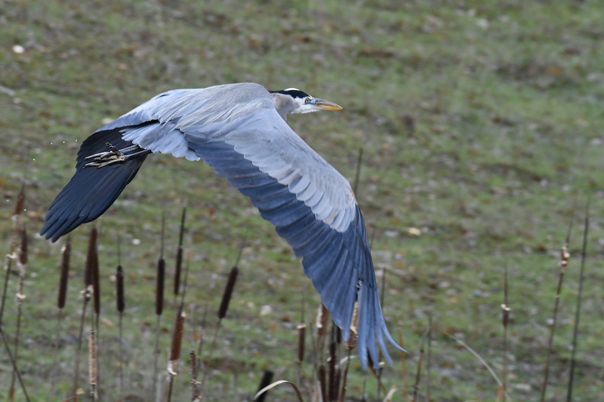 Great Blue Heron - ML403519581