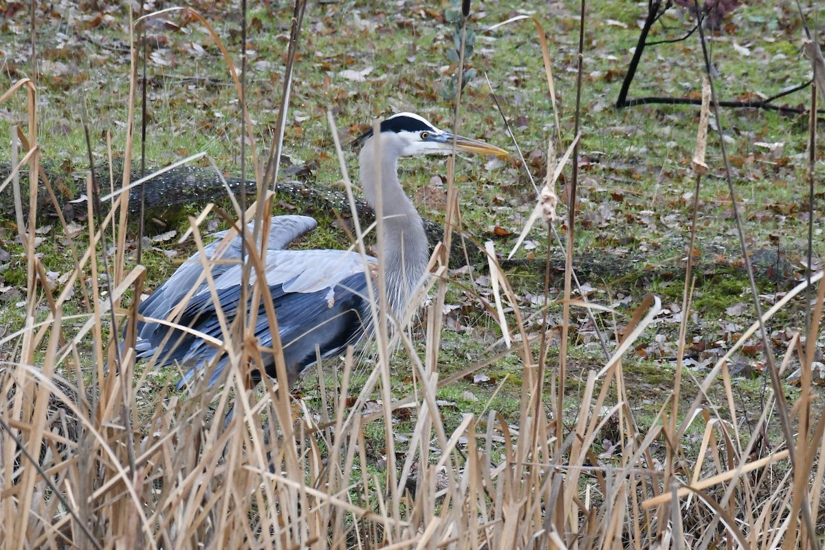 Great Blue Heron - ML403519631