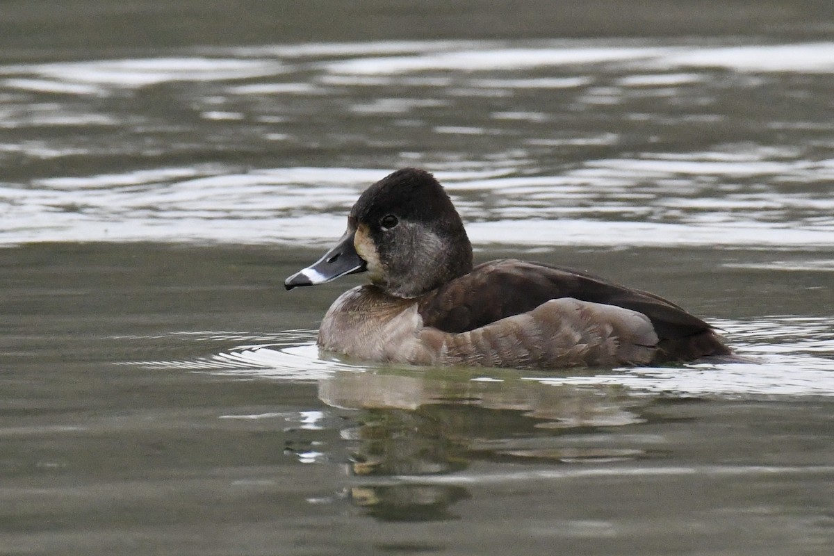 Ring-necked Duck - Della Alcorn