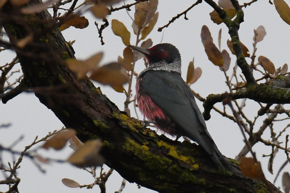 Lewis's Woodpecker - ML403520141