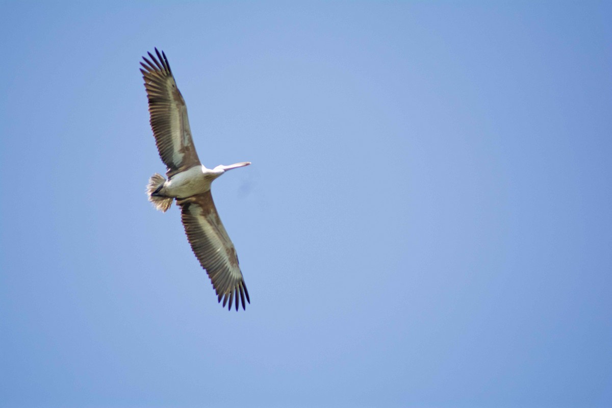 Spot-billed Pelican - ML403520191