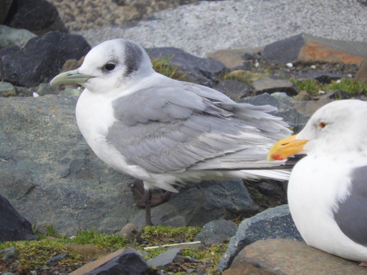 Black-legged Kittiwake - Cliff Cordy