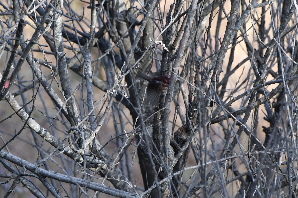 Pink-browed Rosefinch - ML403521211