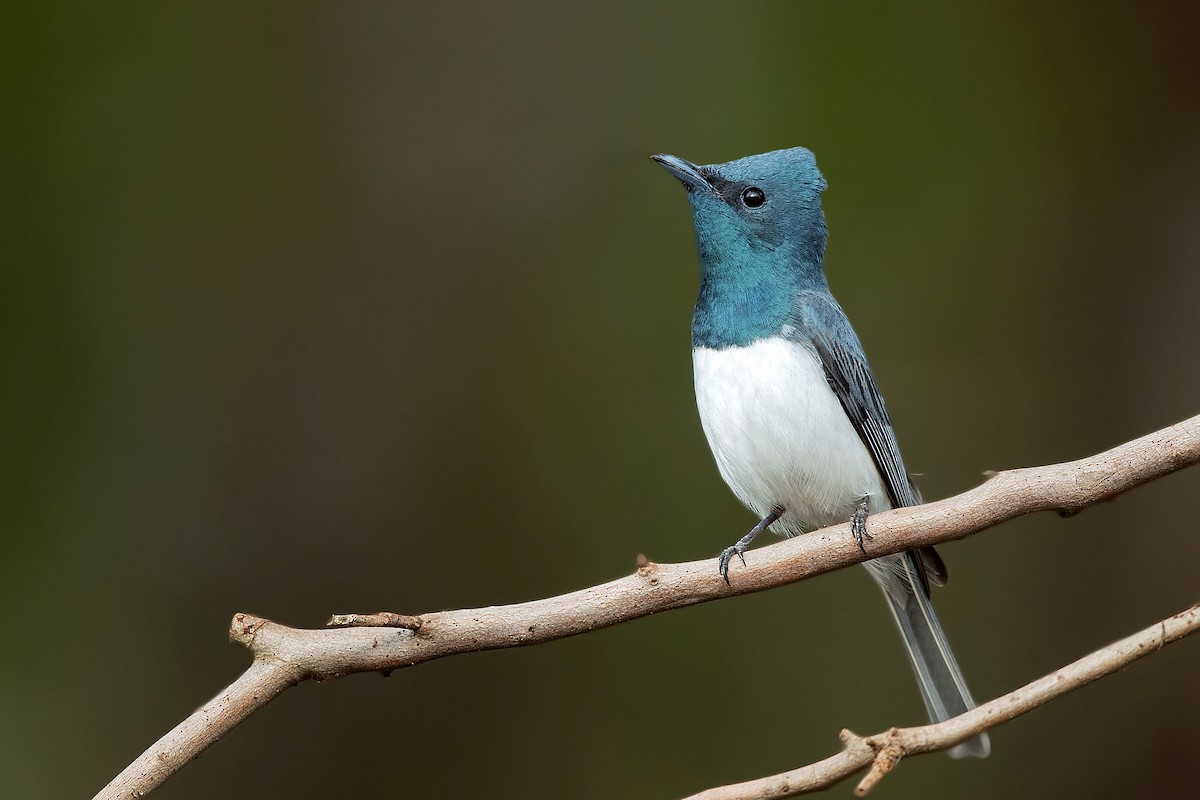 Leaden Flycatcher - ML403524061