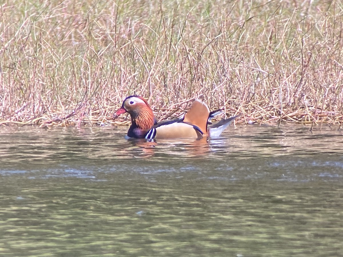 Мандир уранхажин - ML403524201