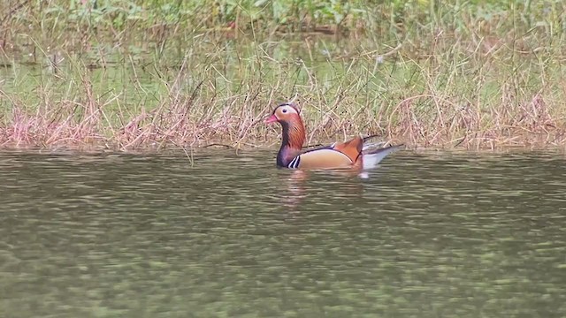 Mandarin Duck - ML403524251