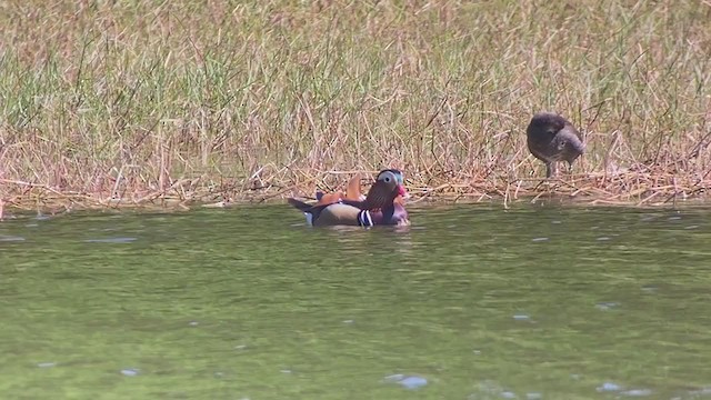 Мандир уранхажин - ML403524281