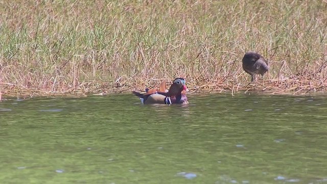 Mandarin Duck - ML403524281