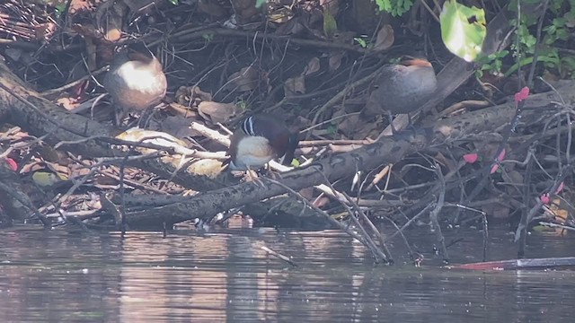 Mandarin Duck - ML403524311