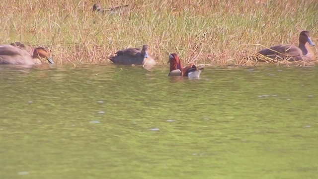 מנדרין סיני - ML403524391