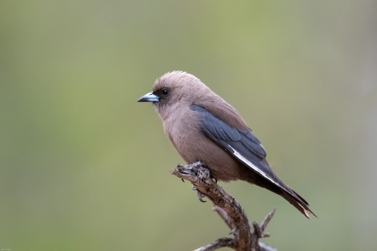 Dusky Woodswallow - ML403524431