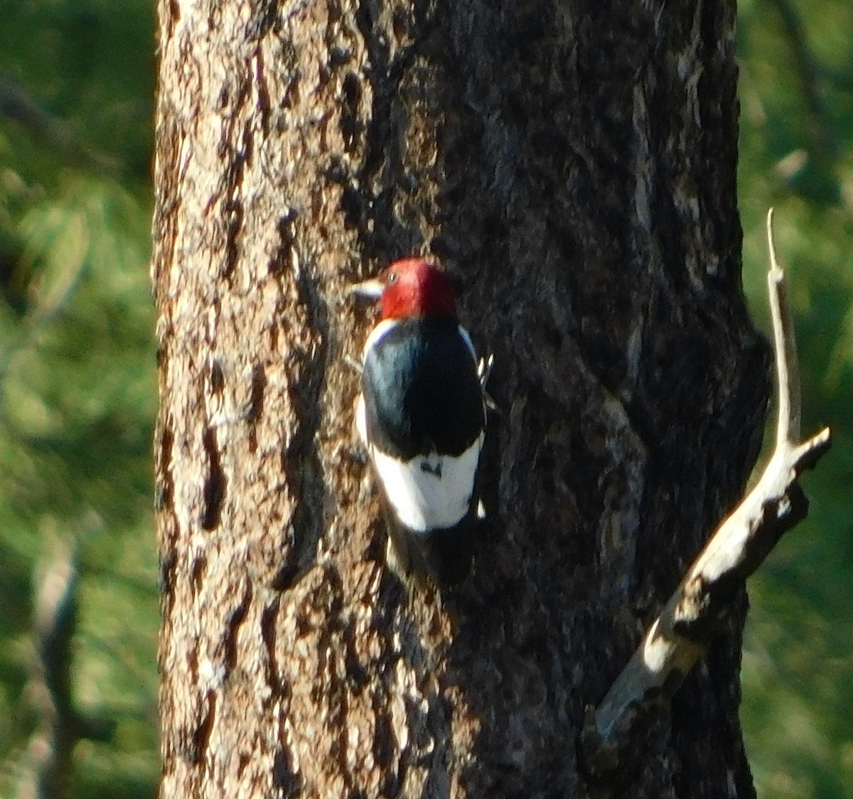 Red-headed Woodpecker - ML403524701