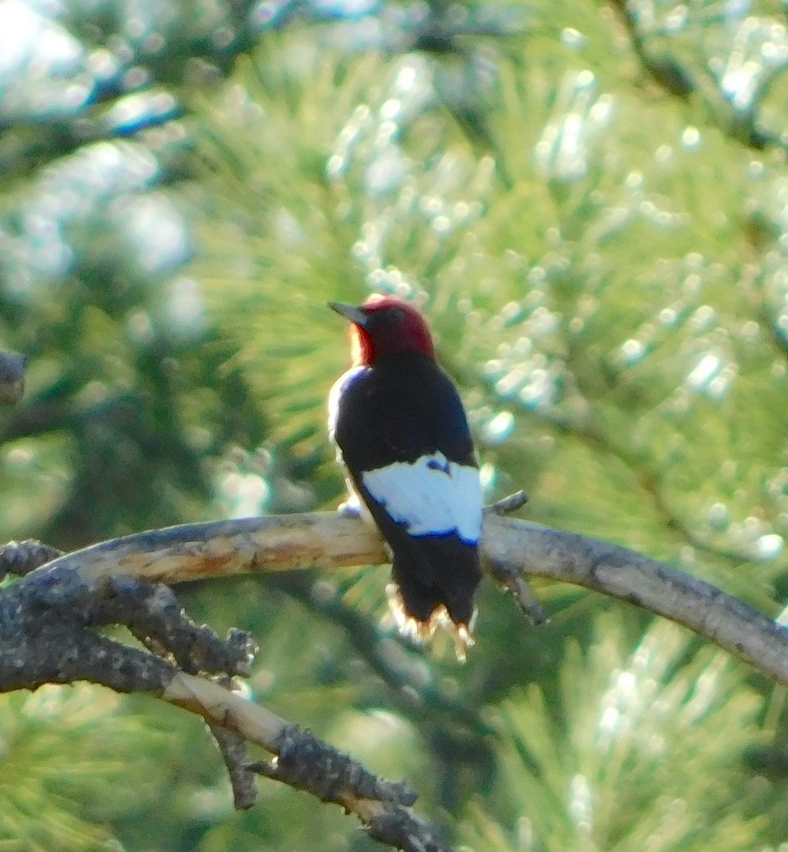 Red-headed Woodpecker - ML403524711