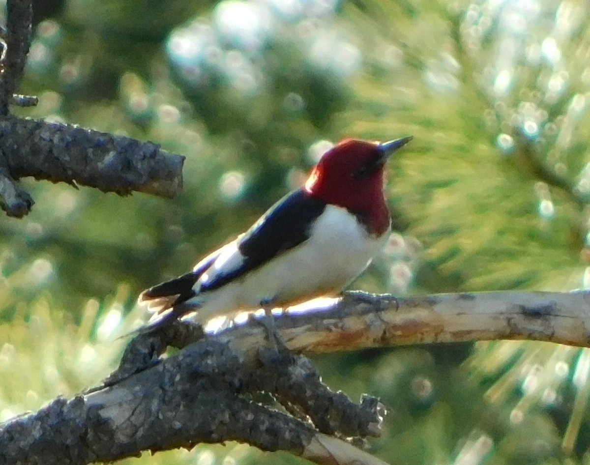 Red-headed Woodpecker - ML403524721