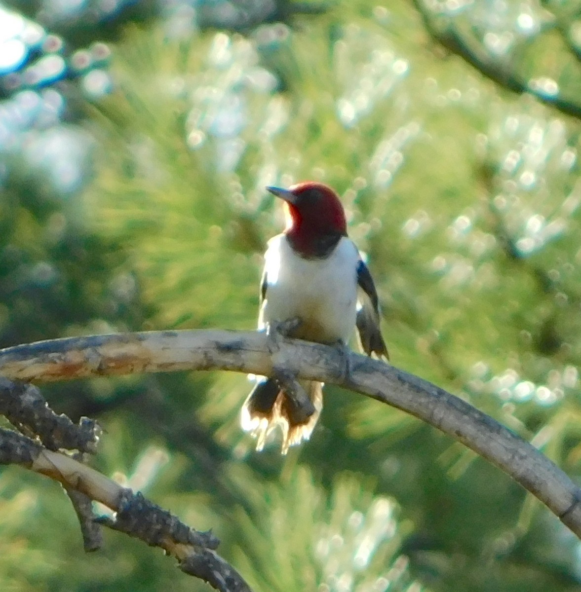 Red-headed Woodpecker - ML403524731